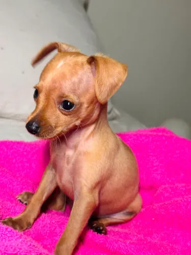 Pinscher zero macho