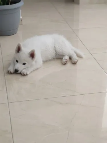Filhote de Husky Siberiano