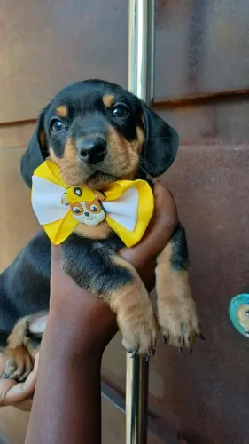 FILHOTE DE DACHSHUND/SALSICHINHA/TECKEL/COFAP