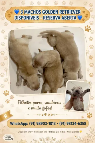 Estou verdade filhotes de Golden retriever