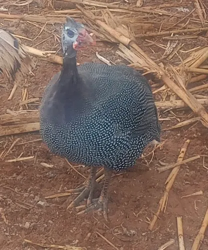 Angola carijo macho
