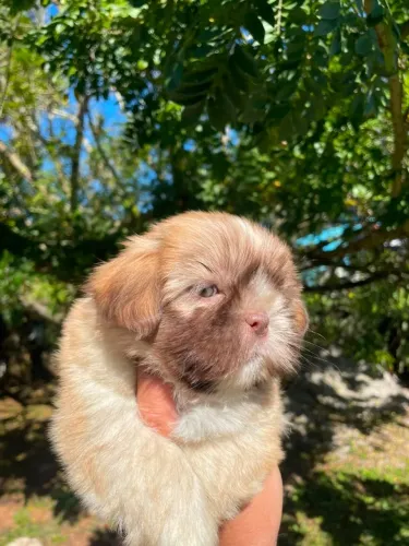 adoráveis shih tzu com garantia varias cores