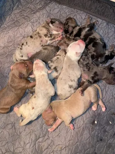 filhote de american bully apenas uma disponível para entrega imediata
