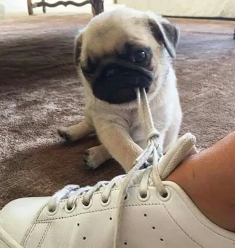 Pug - Uma Fofura Pronta Para Um Novo Começo 