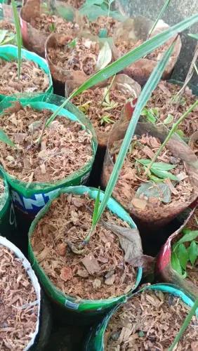 Coquinho azedo 25 reais cada muda 
