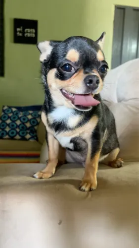 Chihuahua Macho 5 meses