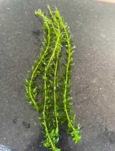 Planta elódea