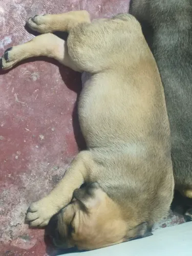 Cachorro