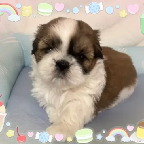 Baby de companhia Shih Tzu/ Shitzu filhotes legítimos macho e fêmea vacinados com pedigree