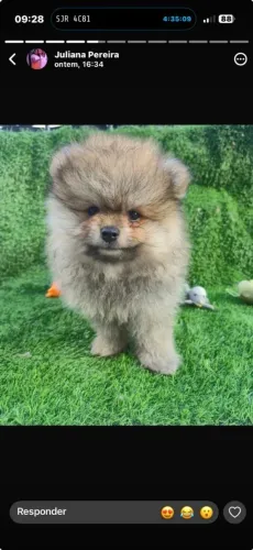 Lulu da pomerania macho anão