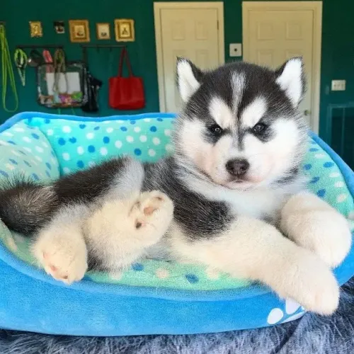 Filhotes de Husky Siberiano | Pequenos amigos cheios de vida!