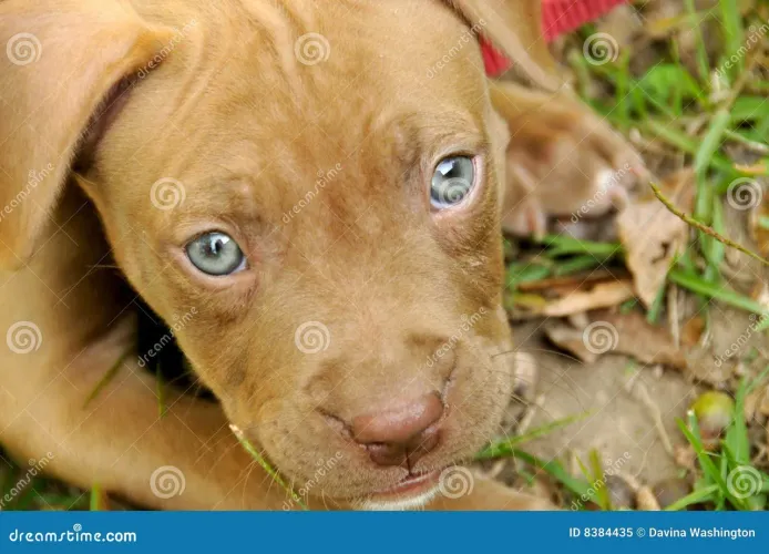 Pit Bull filhote