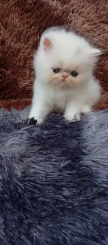 Linda gatinha persa!!