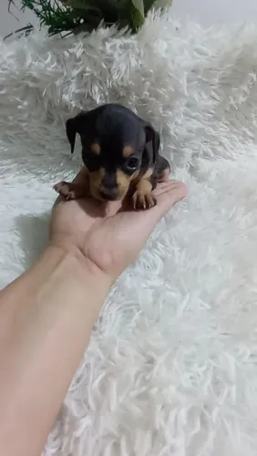 Pinscher zerinho macho( perfeito)