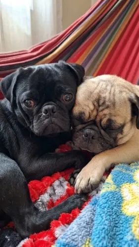 Lindo pug filhote 
