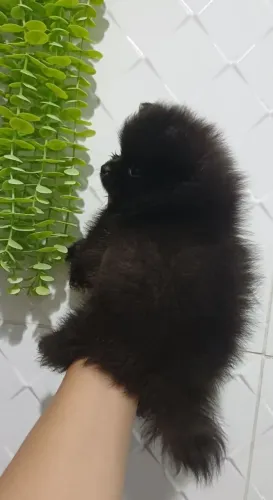 Lulu da pomerania macho