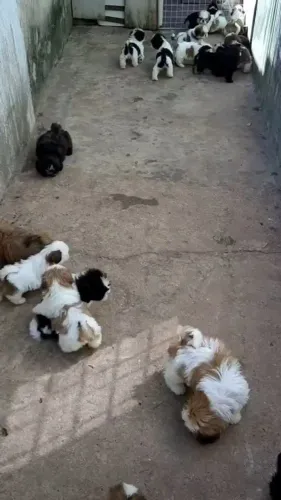 Filhotes de Shih tzu | Sempre cheio de graça
