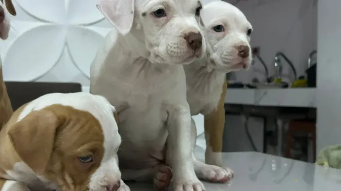 Filhotes de pitbull