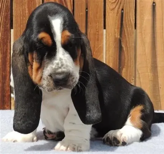 Filhotes Basset Hound 