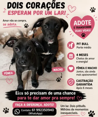 Adoção Responsável ?
