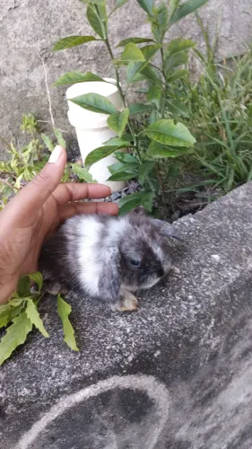 Coelho Mini loop Macho