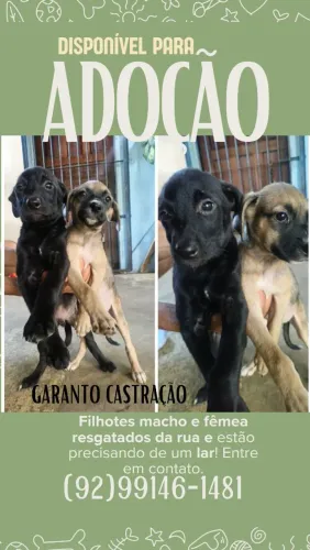 Adoção casal de cães SRD