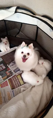 Spitz alemão - Lulu da Pomerana