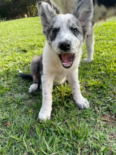 Border Collie