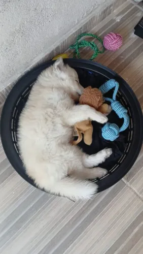 Vendo husky siberiano