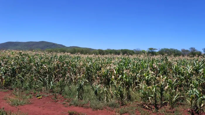 Silagem de milho pra vender, quantidade máxima de até 100 toneladas