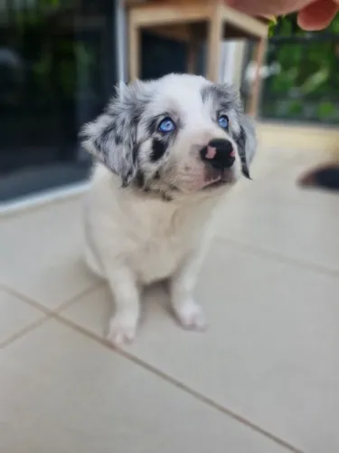 Border Collie Premium | Filhotes De Criação Responsável - Macho merle cinza