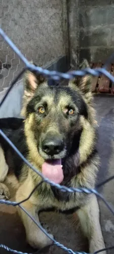 Pastor alemão macho