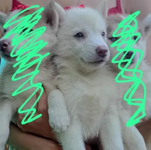 Husky Siberiano