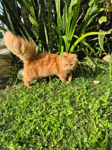 Gatos Persa Exoticos