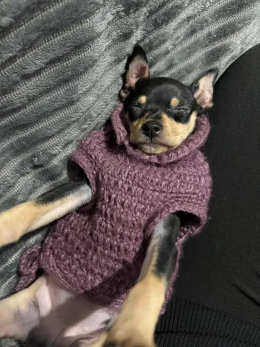 Vendo pinscher