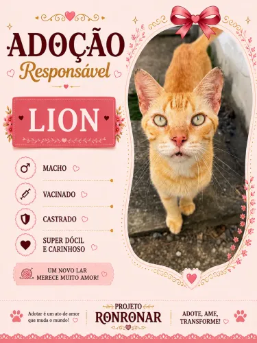 Gato macho para adoção 