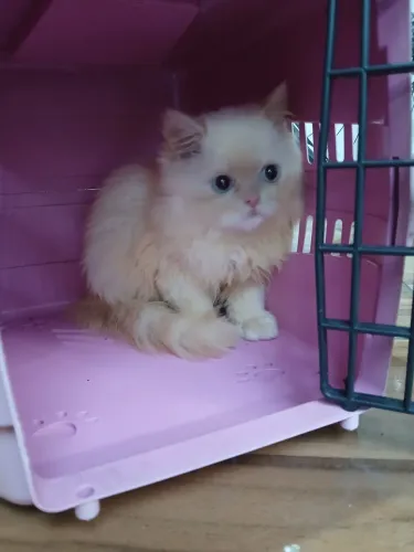 Gatinha da raça Persa