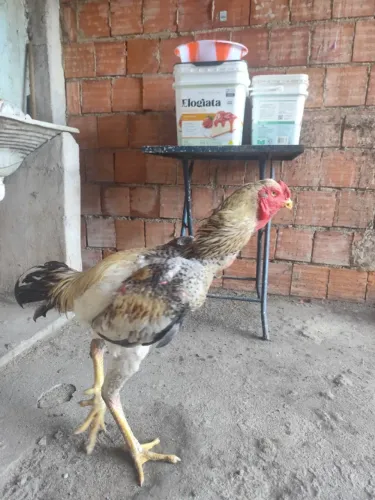 Galo e galinhas índio gigante