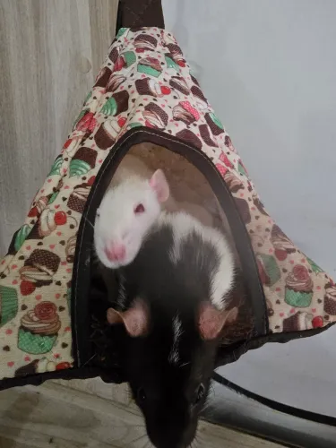 Estou doando essas duas ratas tuwiste