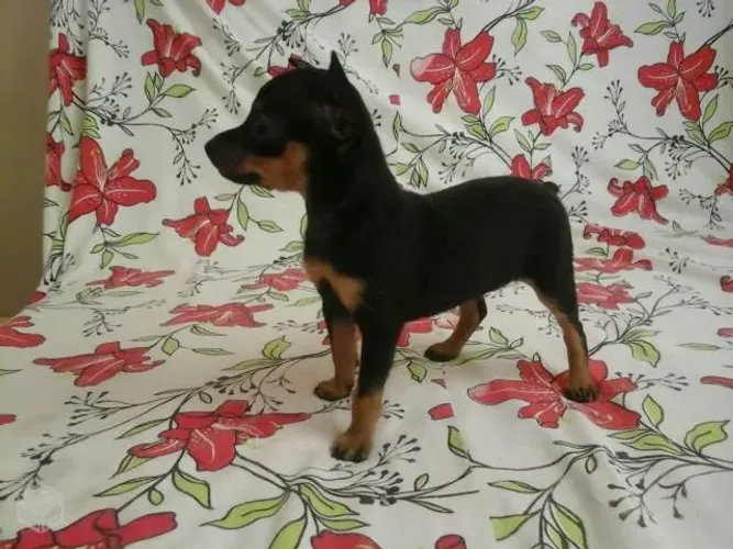 Os menores filhotes de pinscher zero