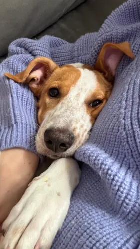 Adoção responsável cadela/cachorra dócil e muito linda
