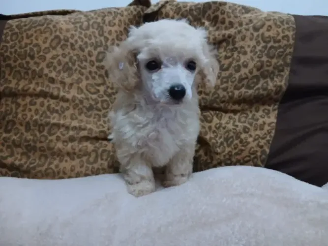 Filhote de poodle fêmea 