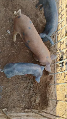 vendo Porcos caipira