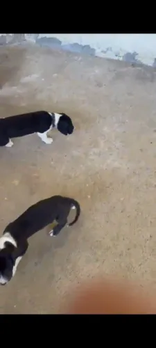Filhotes de Dog Alemão disponíveis pra Venda 
