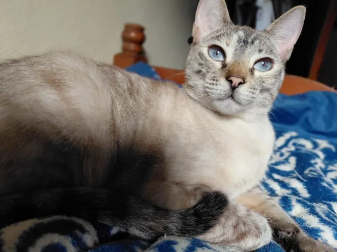 Gata Nala DESAPARECIDA