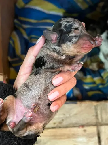 Daschund salsichinha 