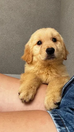 GOLDEN RETRIEVER CRIADOS COM ACOMPANHAMENTO VETERINÁRIO