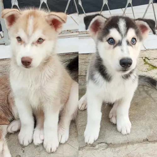 Husky siberiano Filhote disponível para quem busca um pet diferenciado
