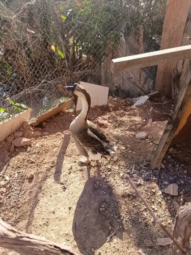 Ganso sinaleiro 