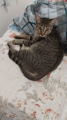 Gata Castrada em Propriá-SE, para Adoção Responsável